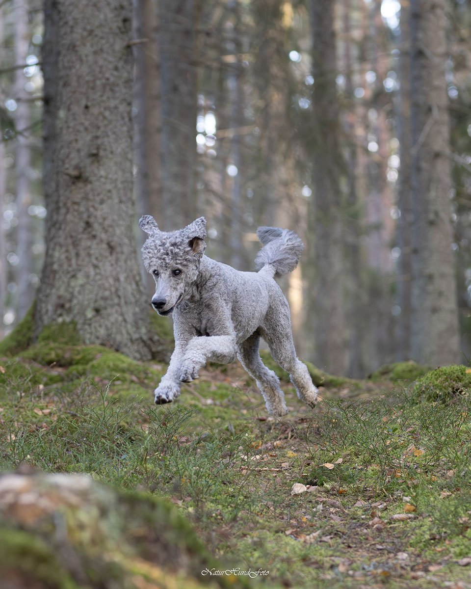 hundfotograf Sollentuna hundfotografSollentuna djurfotograf djurfotografSollentuna hundporträttSollentuna