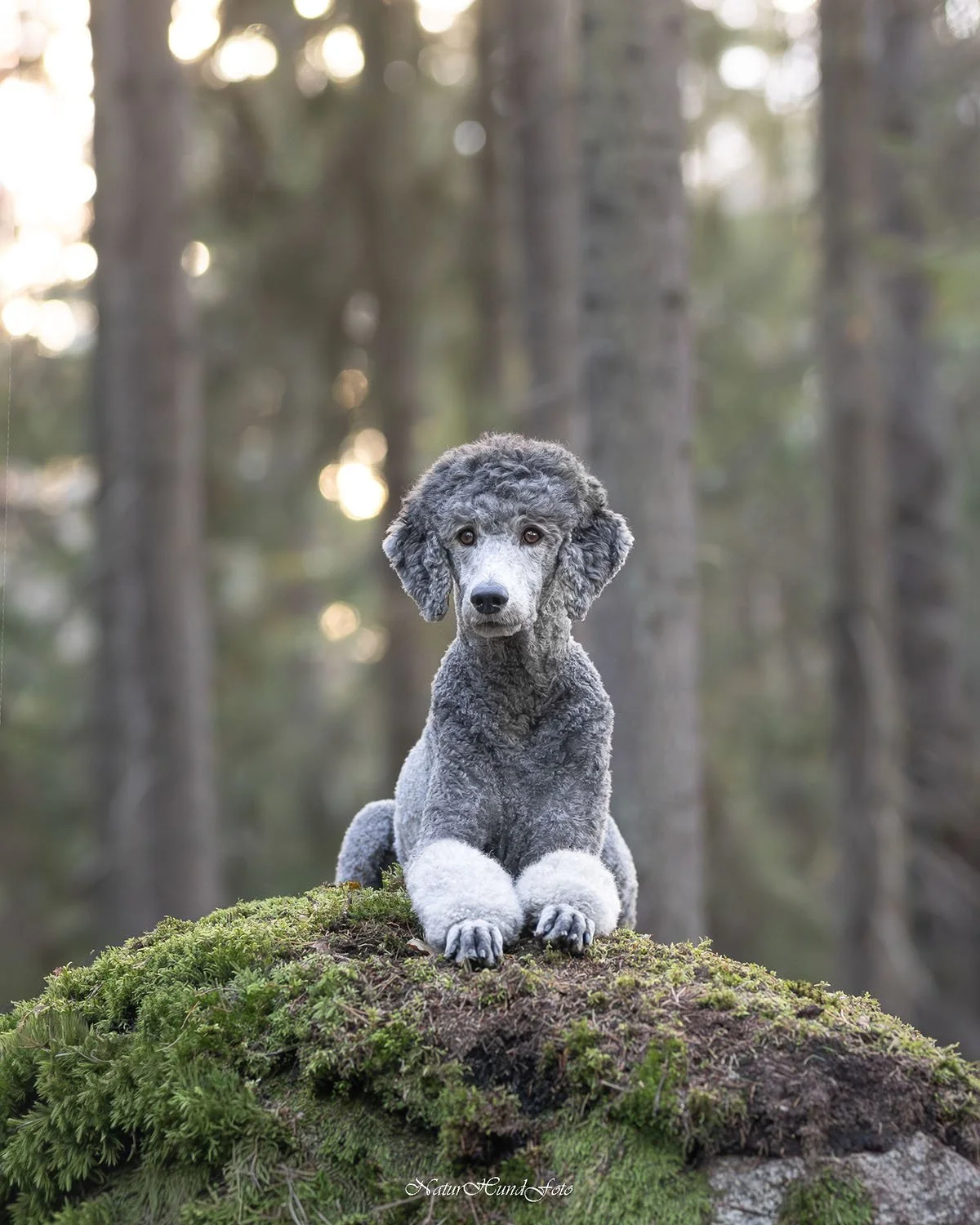 hundfotograf Sollentuna hundfotografSollentuna djurfotograf djurfotografSollentuna hundporträttSollentuna