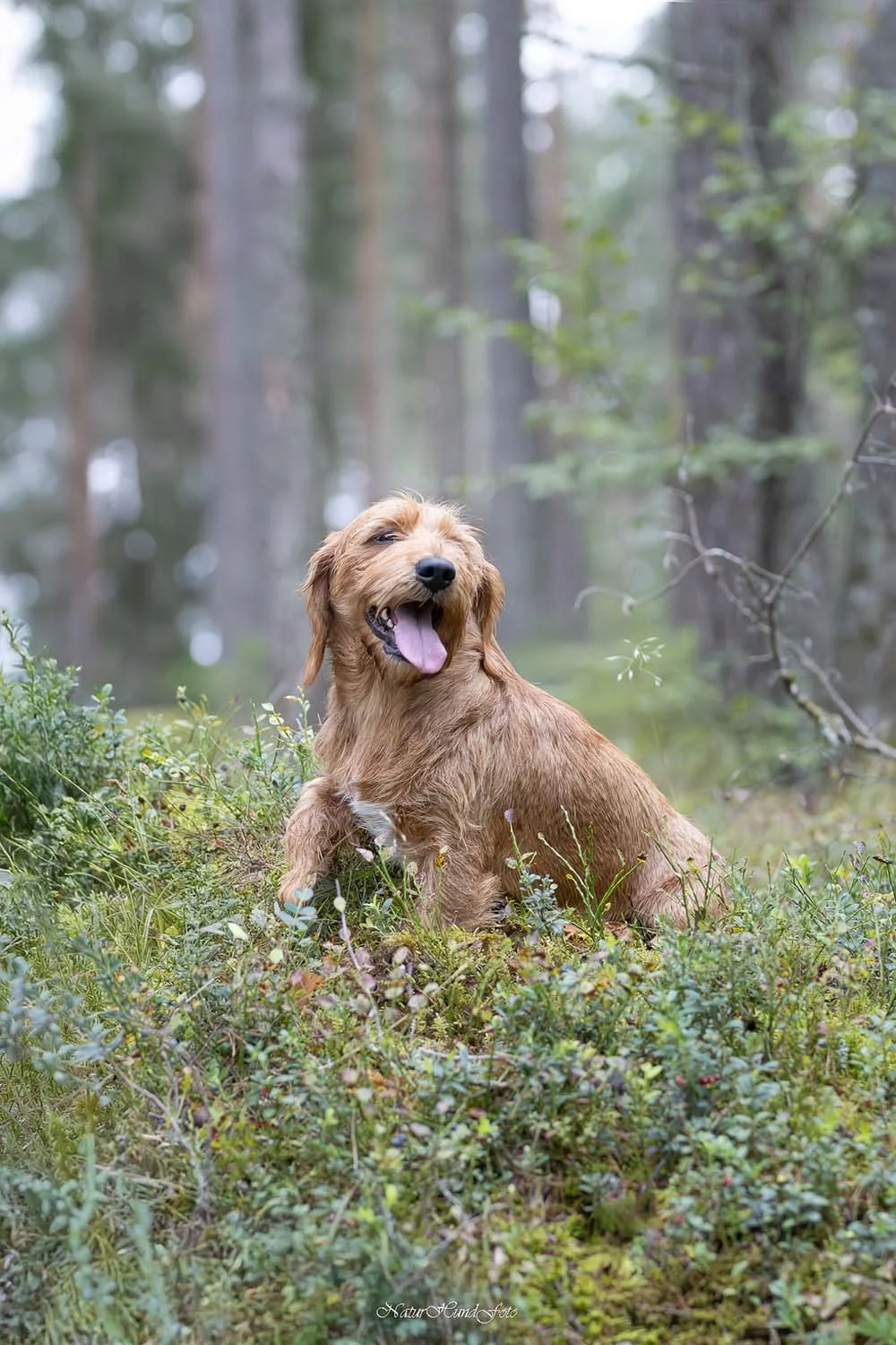 hundfotograf Sollentuna hundfotografSollentuna djurfotograf djurfotografSollentuna hundporträttSollentuna