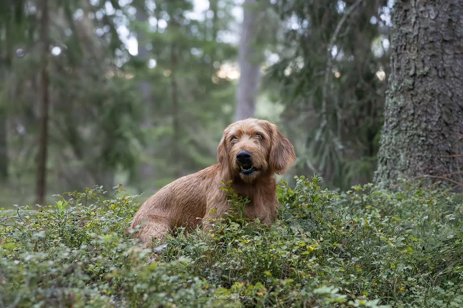 hundfotograf Sollentuna hundfotografSollentuna djurfotograf djurfotografSollentuna hundporträttSollentuna