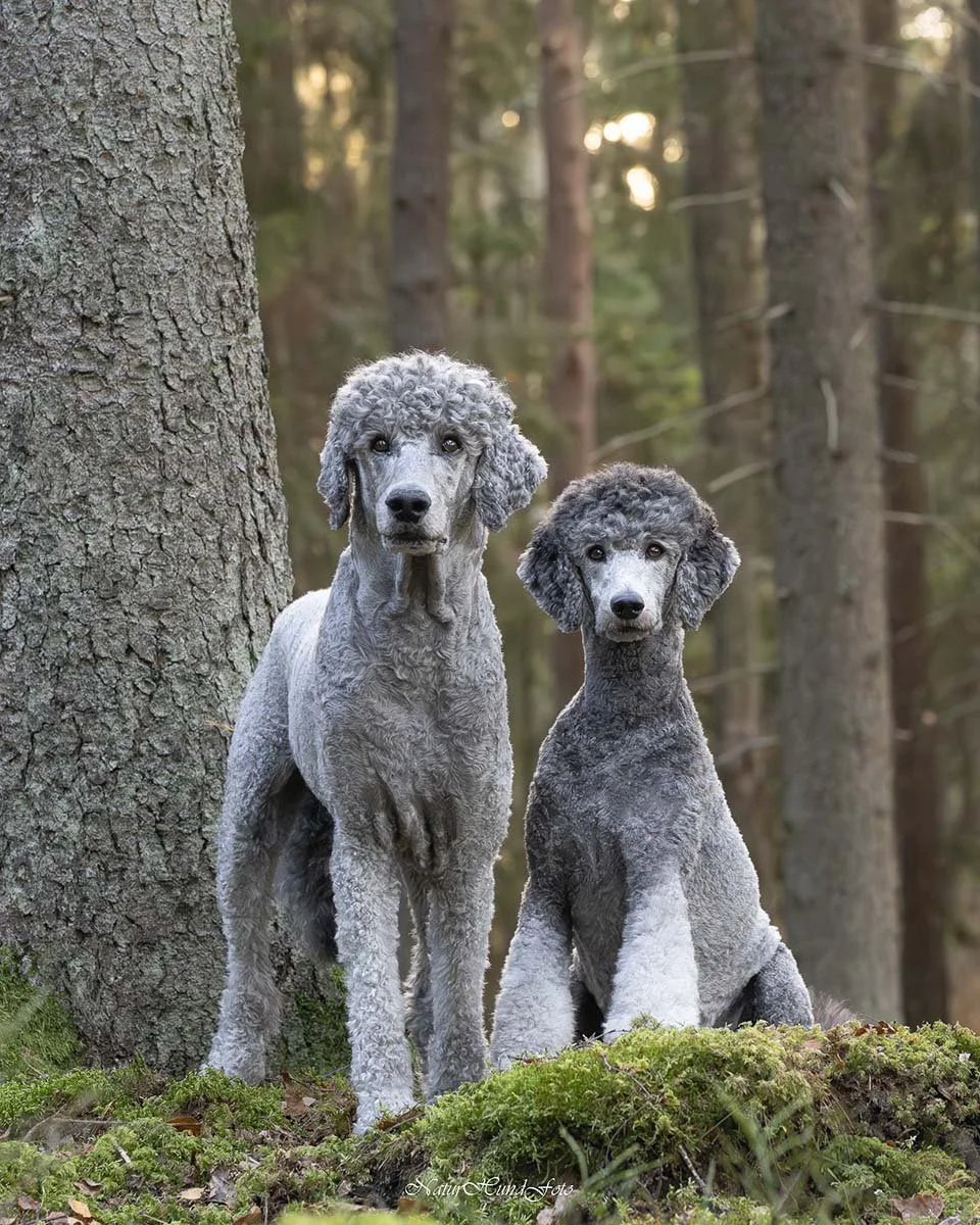 hundfotograf Sollentuna hundfotografSollentuna djurfotograf djurfotografSollentuna hundporträttSollentuna