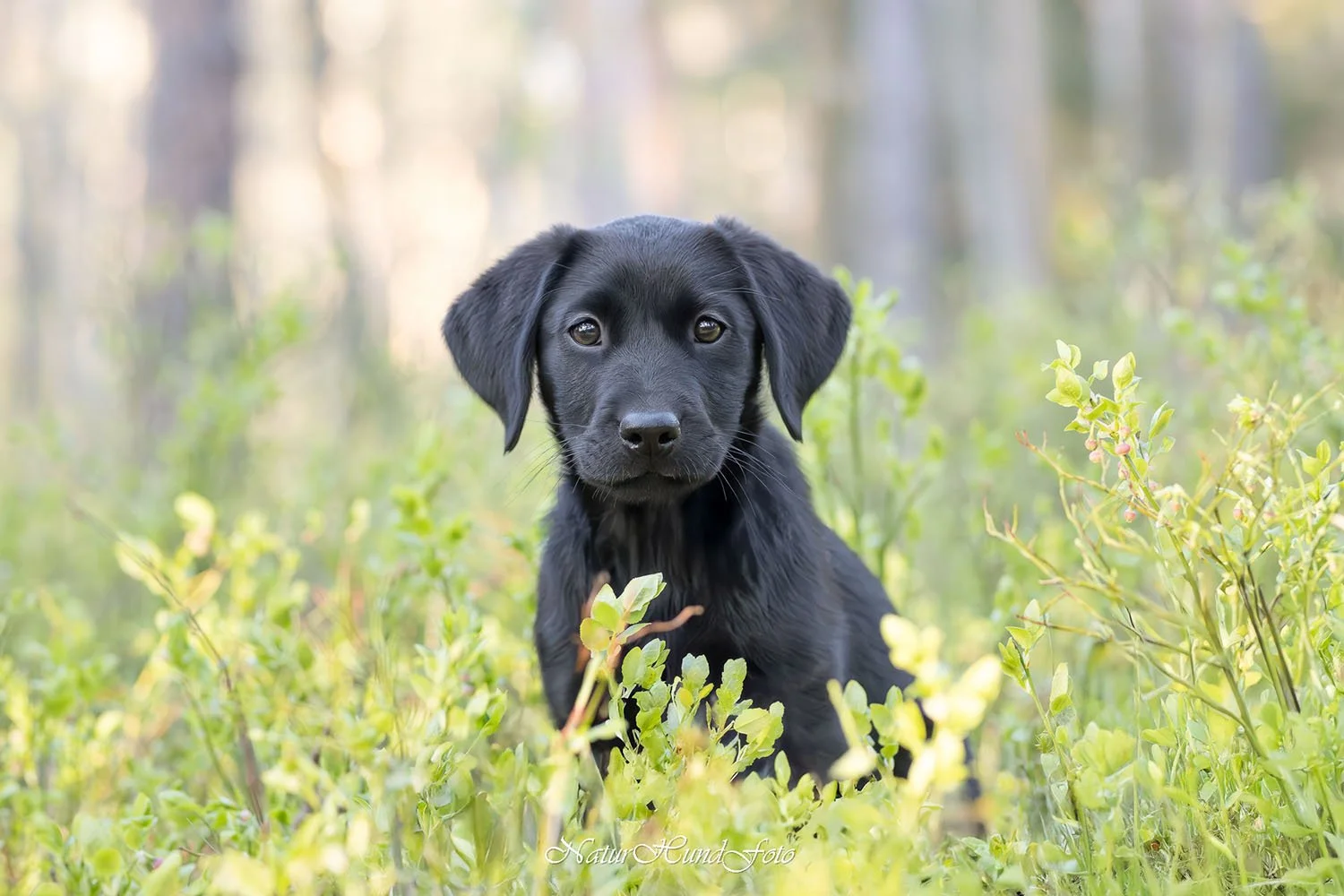 Hundfotograf, djurfotograf &amp; porträtt Uppsala