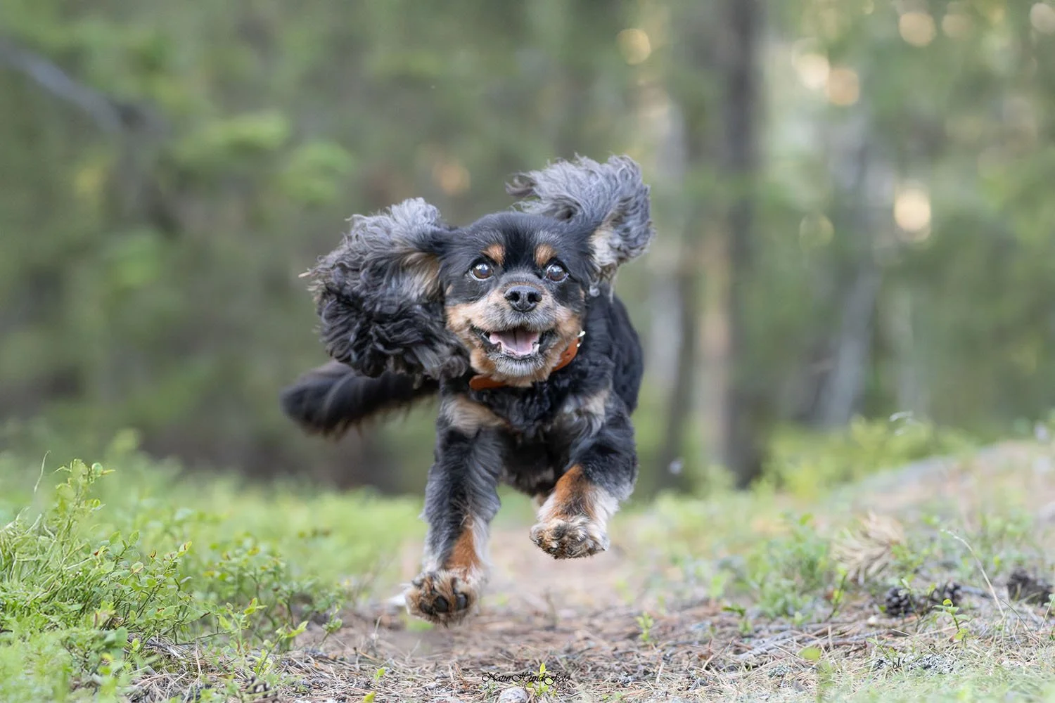 Ge bort djurfotografering, hundfotografering pensionspresent