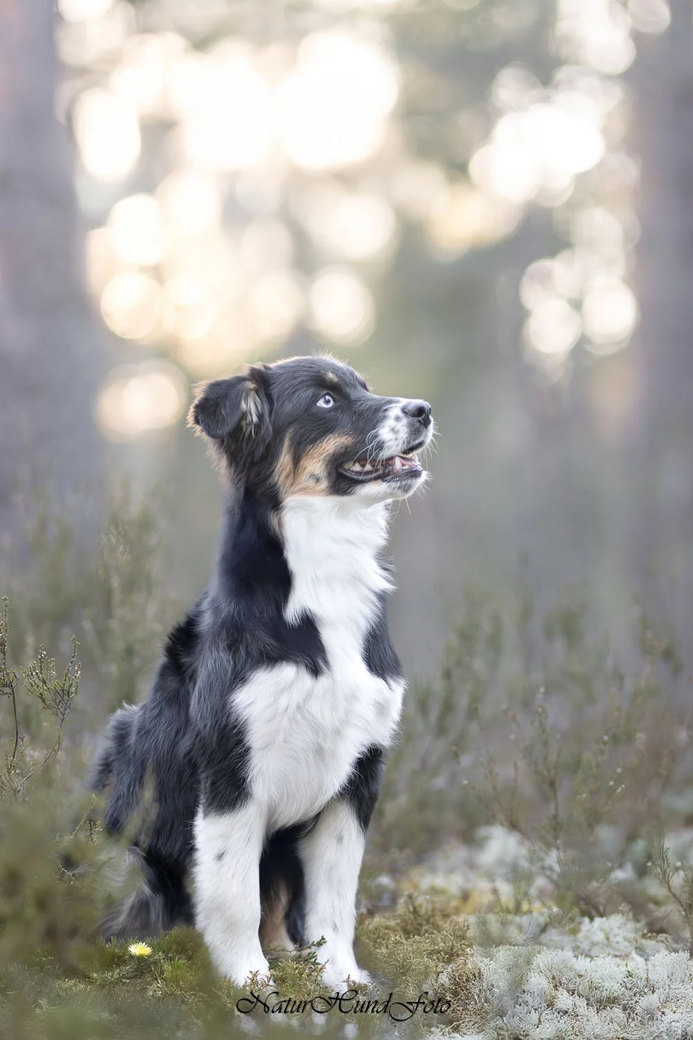 hundfotograf Nacka djurfotograf porträttfotograf