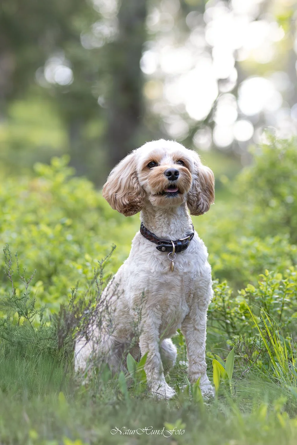 hundfotograf Nacka djurfotograf porträttfotograf