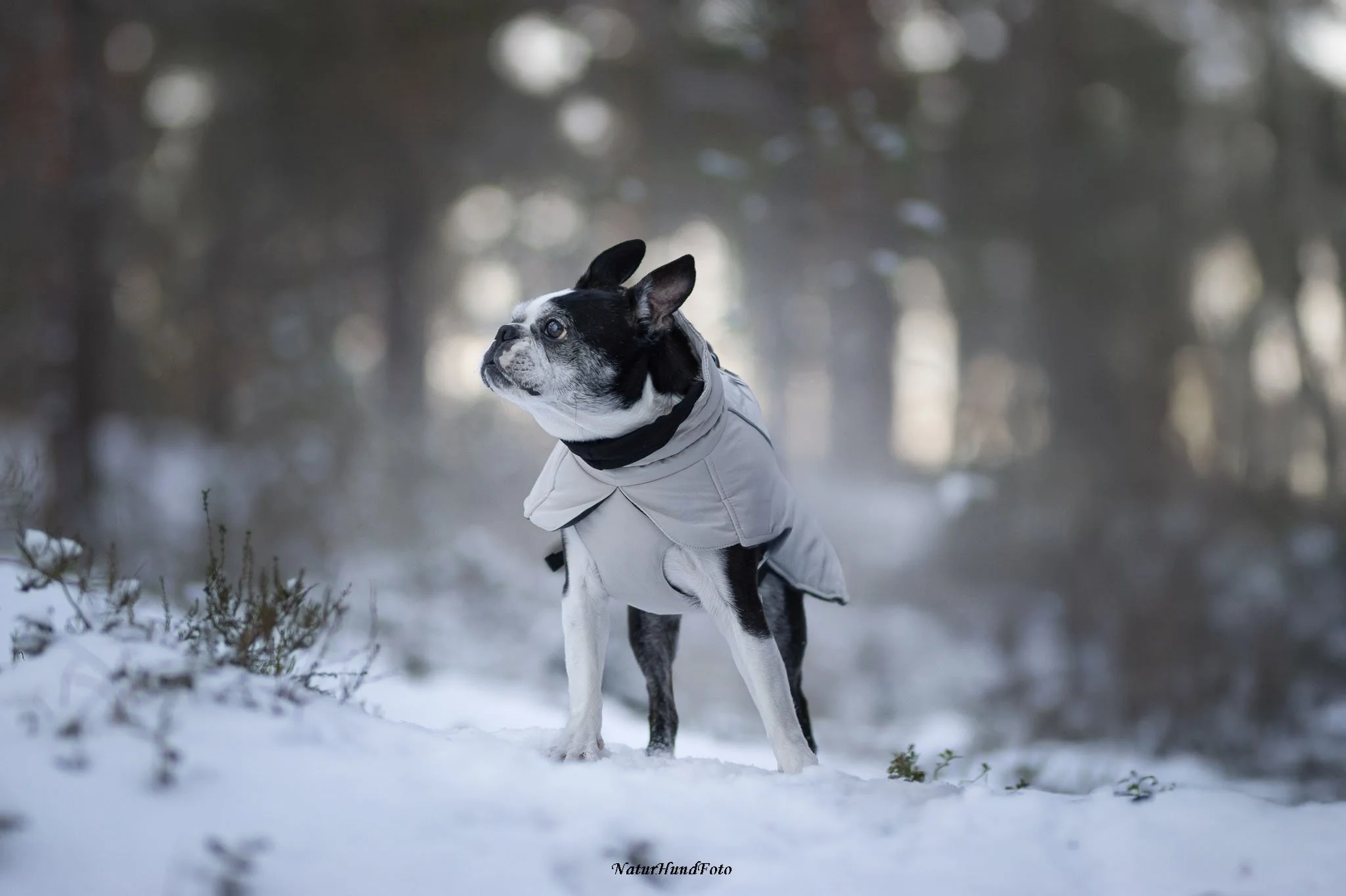 hundfotograf Nacka djurfotograf porträttfotograf