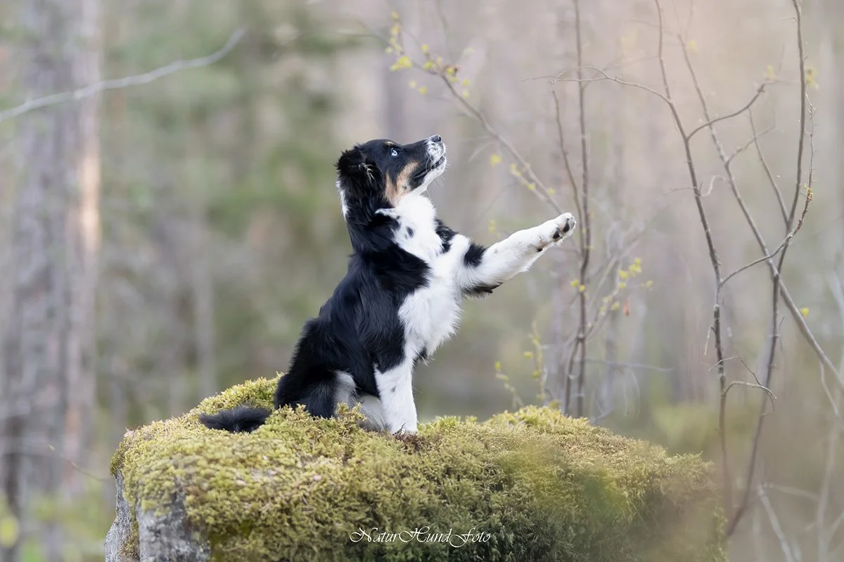 hundfotograf Nacka djurfotograf porträttfotograf