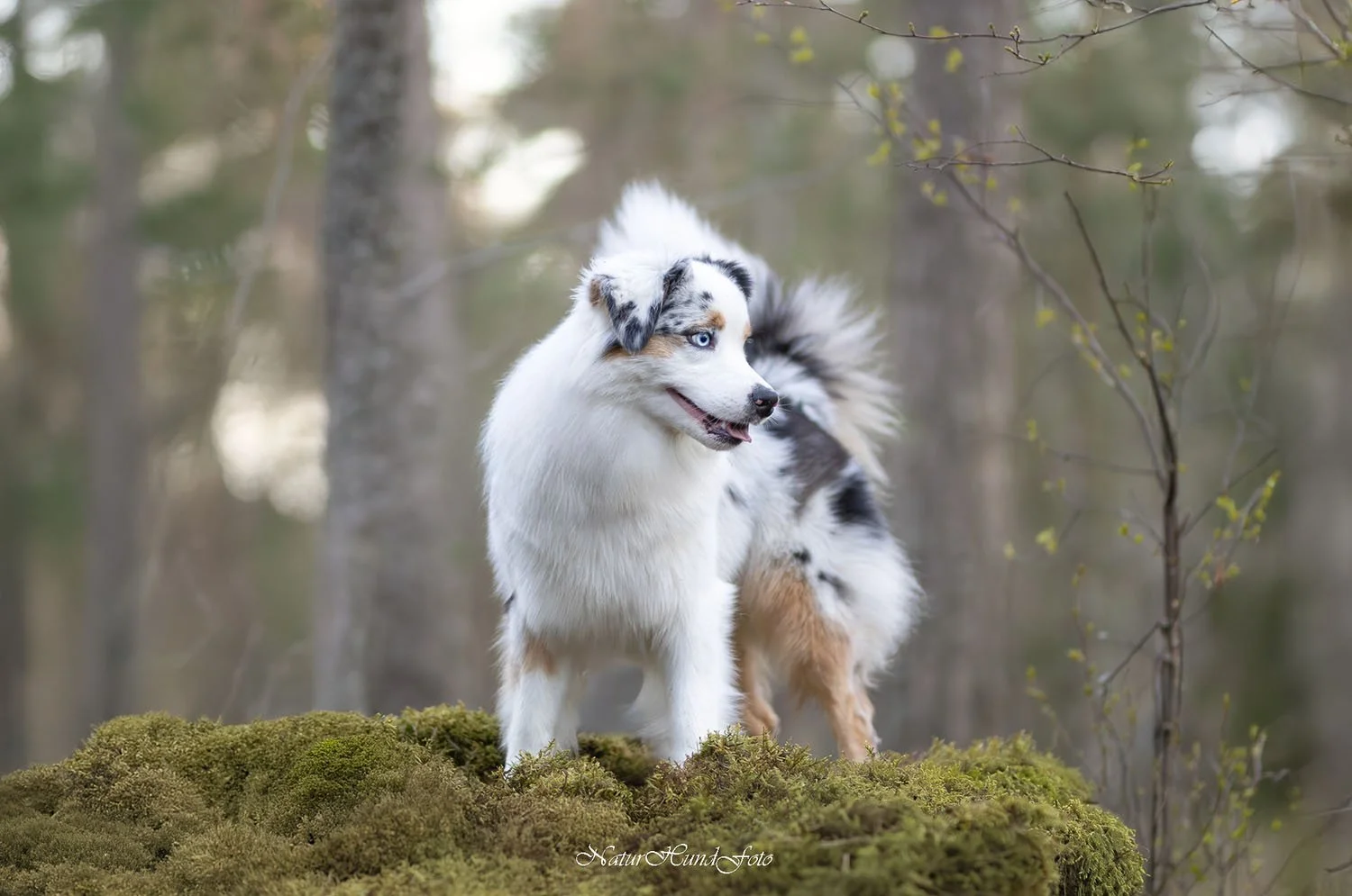 hundfotograf Nacka djurfotograf porträttfotograf