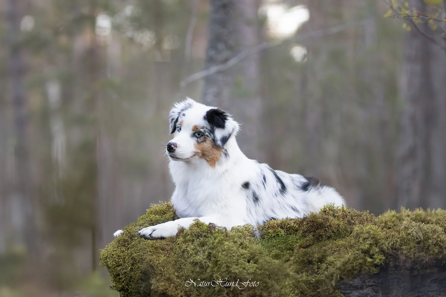 hundfotograf Nacka djurfotograf porträttfotograf