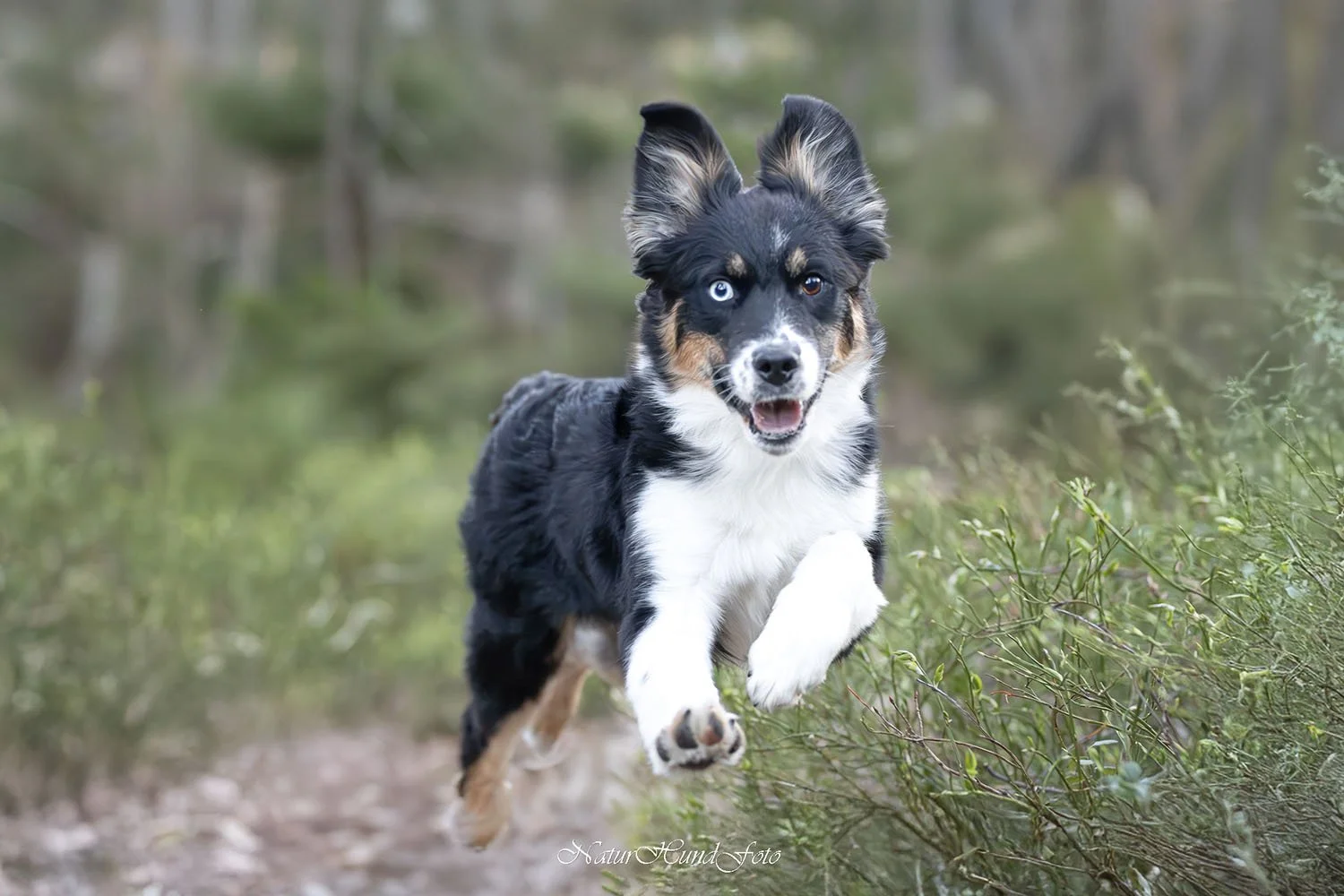 hundfotograf Nacka djurfotograf porträttfotograf