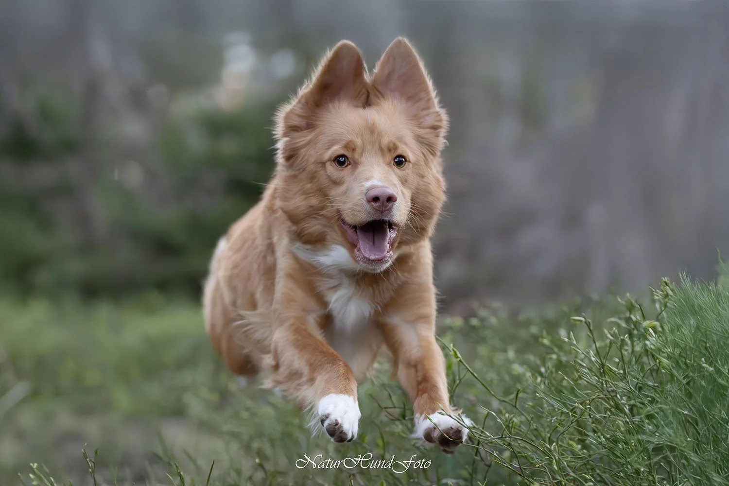 hundfotograf Nacka djurfotograf porträttfotograf