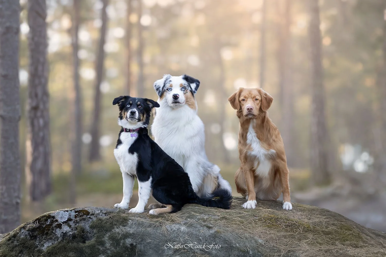 hundfotograf Nacka djurfotograf porträttfotograf