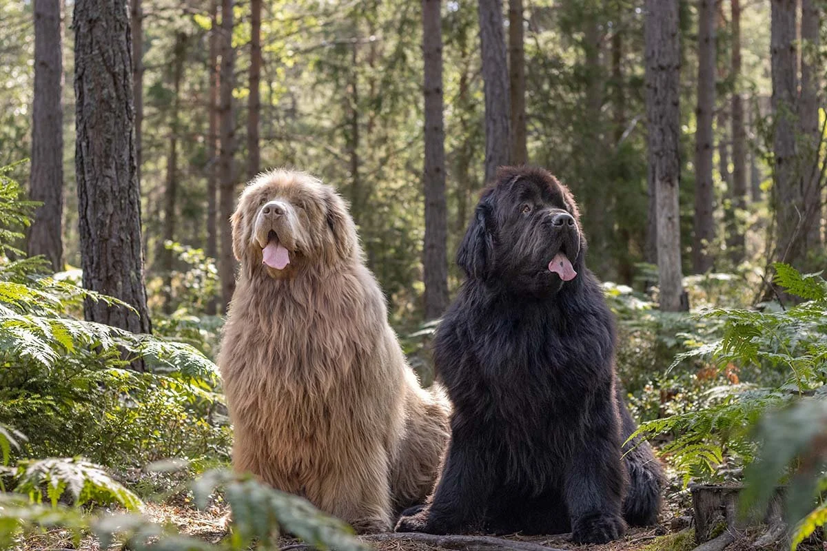 hundfotograf Nacka djurfotograf porträttfotograf
