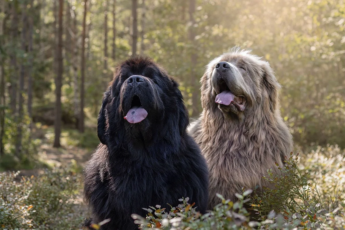 hundfotograf Nacka djurfotograf porträttfotograf
