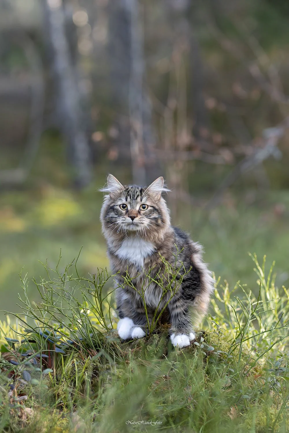 kattfotograf Stockholm Uppsala kattfotografering