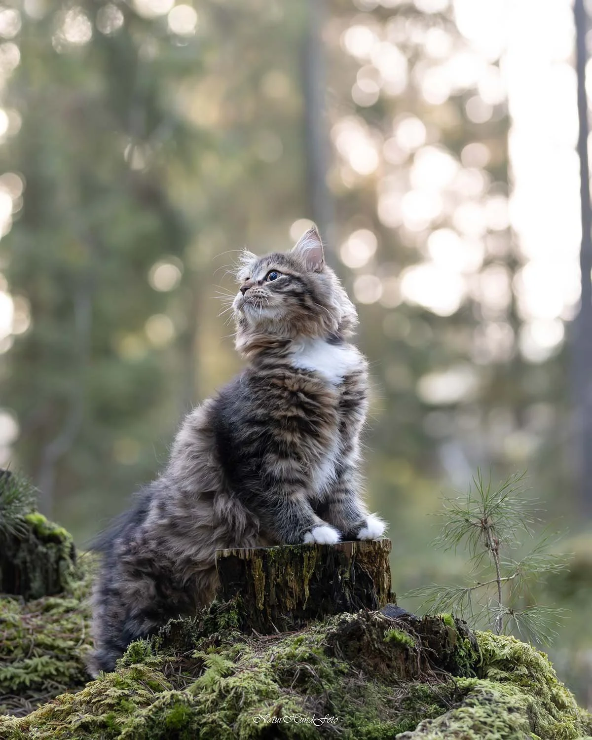 kattfotograf Stockholm Uppsala kattfotografering