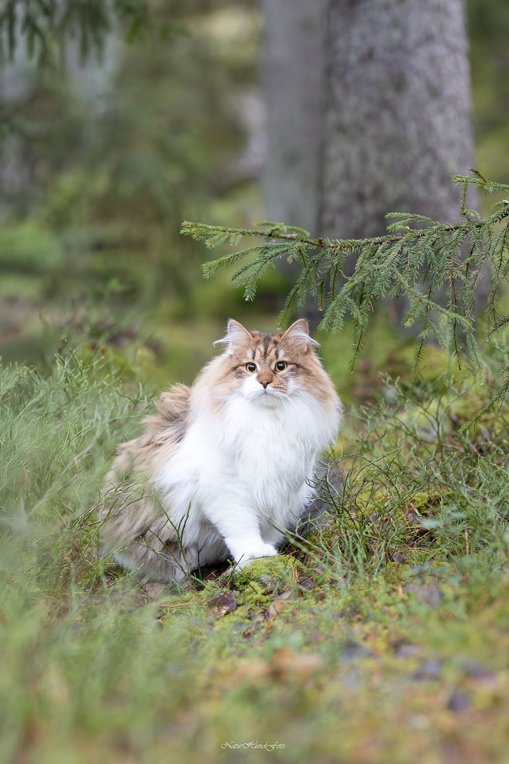 kattfotograf Stockholm Uppsala kattfotografering