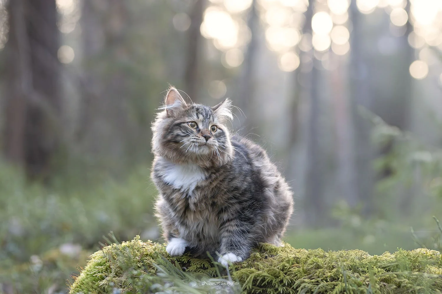 Kattfotograf Stockholm, Uppsala &amp; närliggande städer