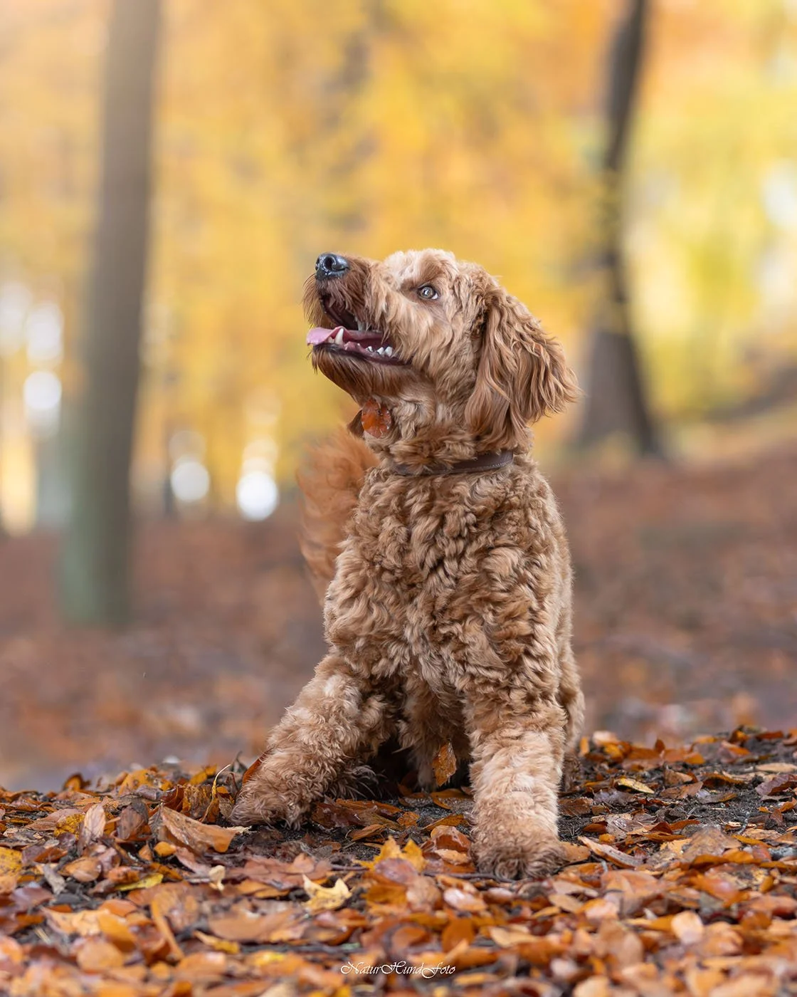 hundfotograf Solna hundfotograf Solna hundporträtt Solna djurfotograf Solna porträttfotograf fotograf