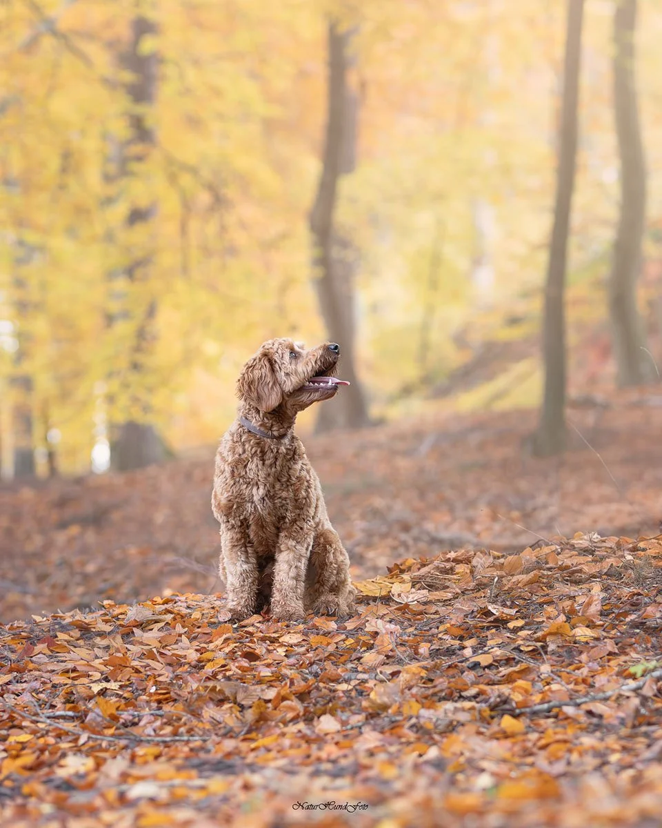 hundfotograf Solna hundfotograf Solna hundporträtt Solna djurfotograf Solna porträttfotograf fotograf