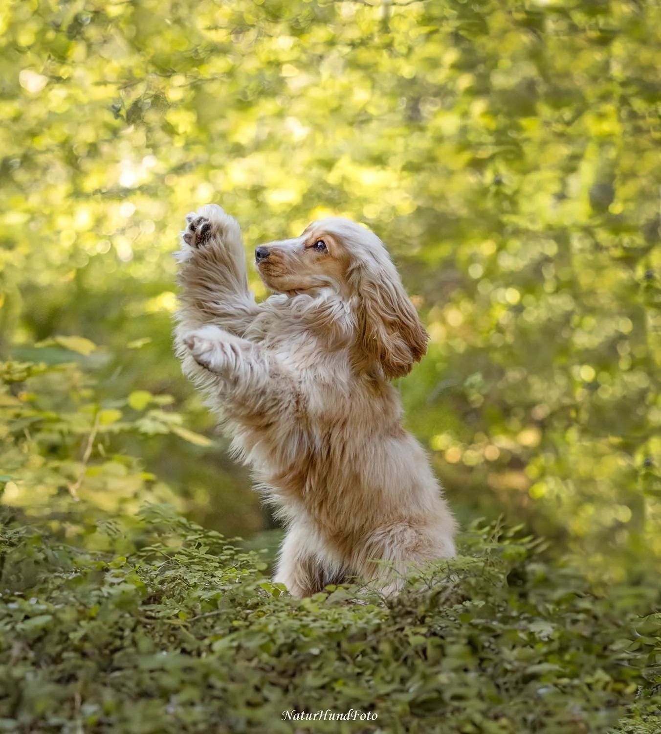 hundfotograf Solna hundfotograf Solna hundporträtt Solna djurfotograf Solna porträttfotograf fotograf