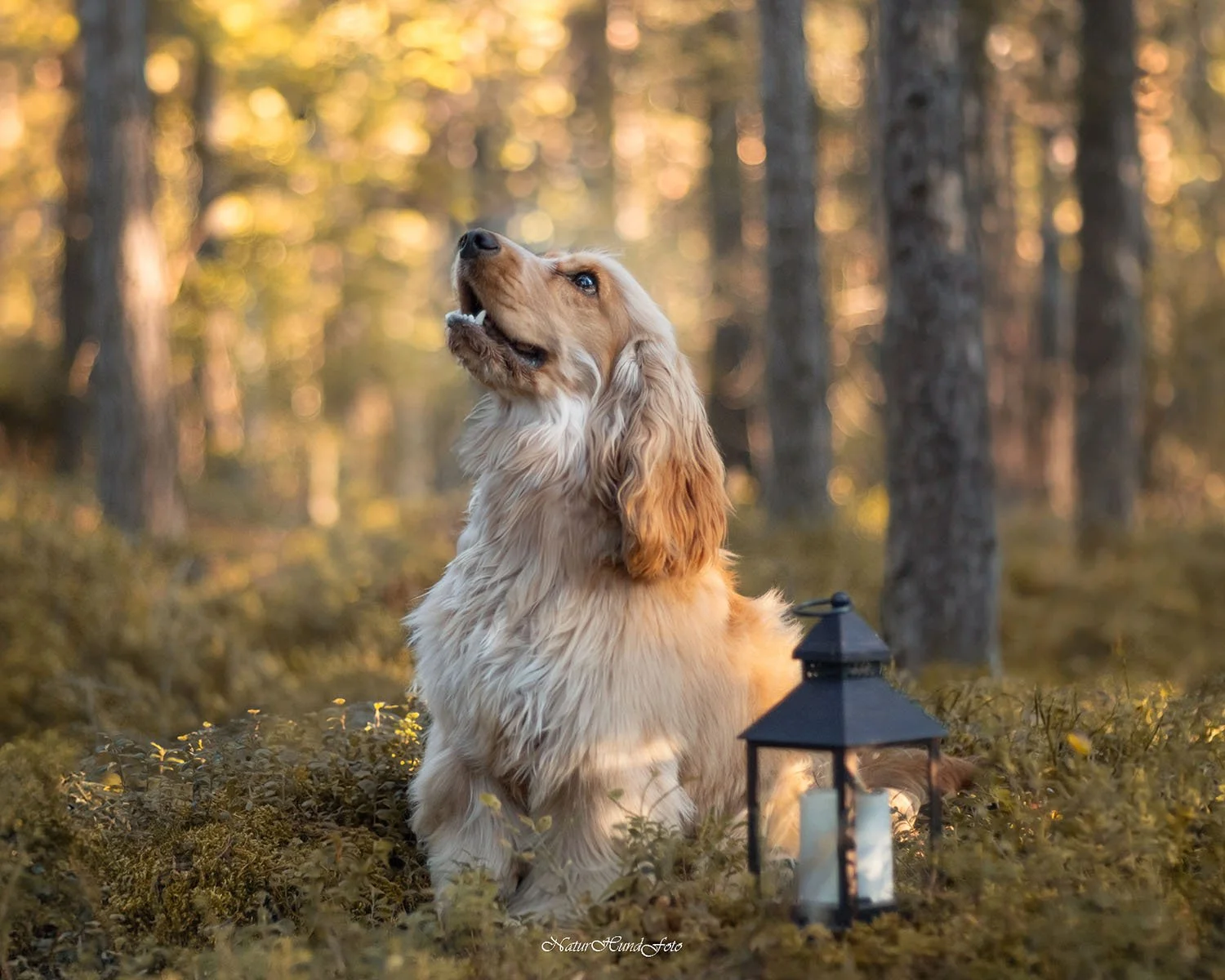 hundfotograf Solna hundfotograf Solna hundporträtt Solna djurfotograf Solna porträttfotograf fotograf
