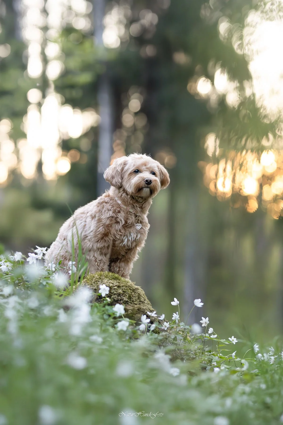 hundfotograf Solna hundfotograf Solna hundporträtt Solna djurfotograf Solna porträttfotograf fotograf