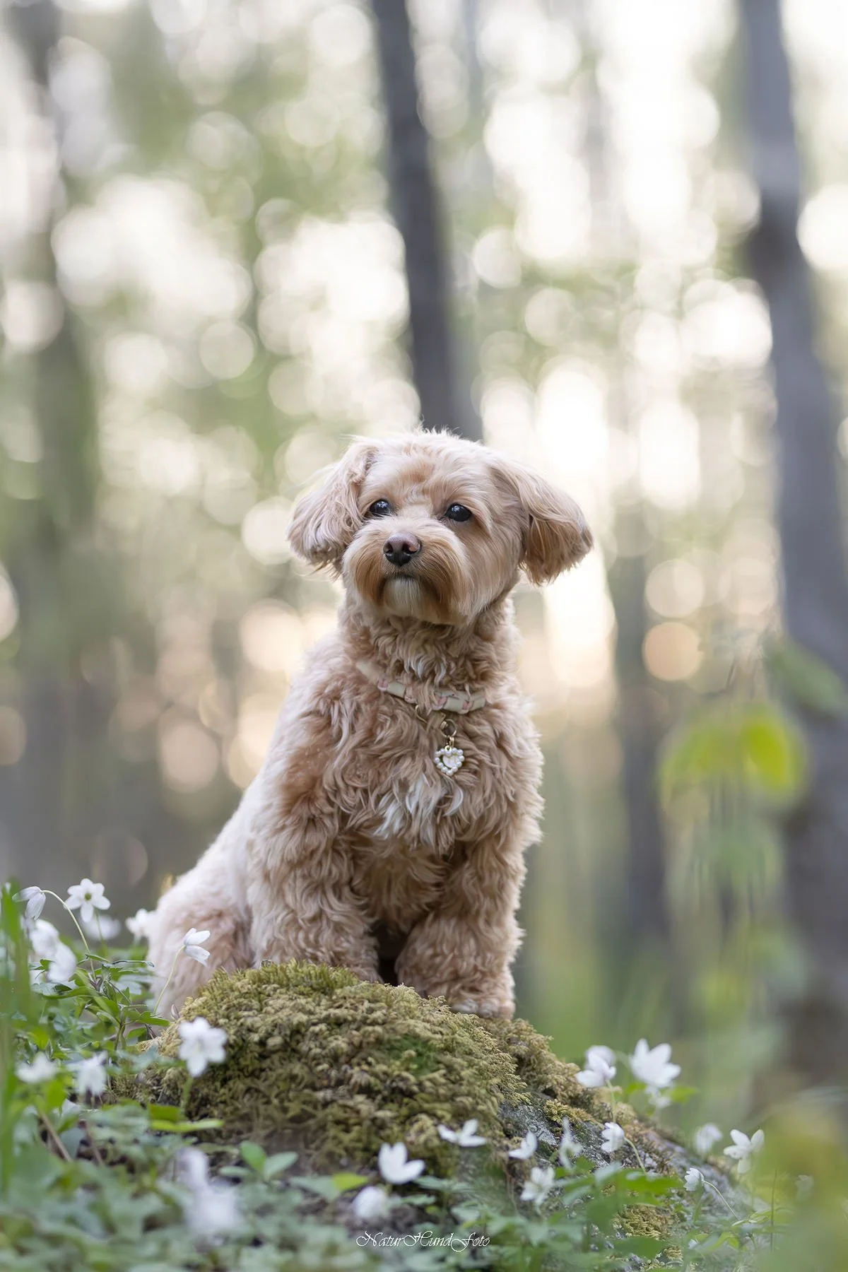 hundfotograf Solna hundfotograf Solna hundporträtt Solna djurfotograf Solna porträttfotograf fotograf