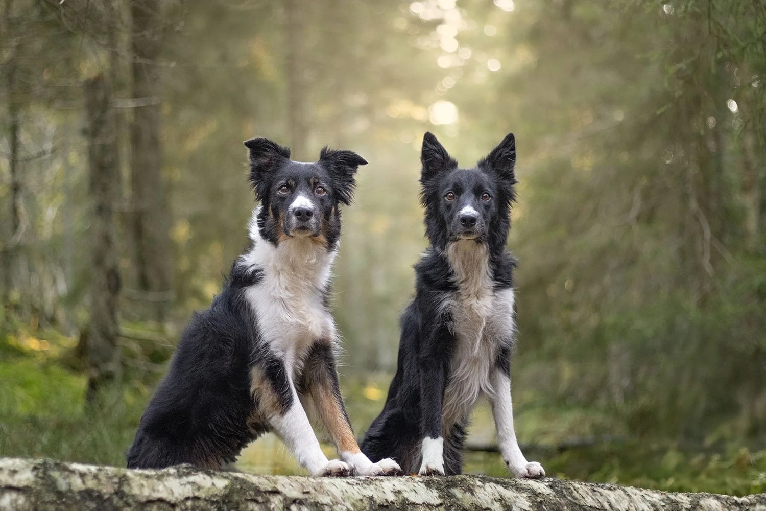pris hundfotografering vad kostar en djurfotografering?