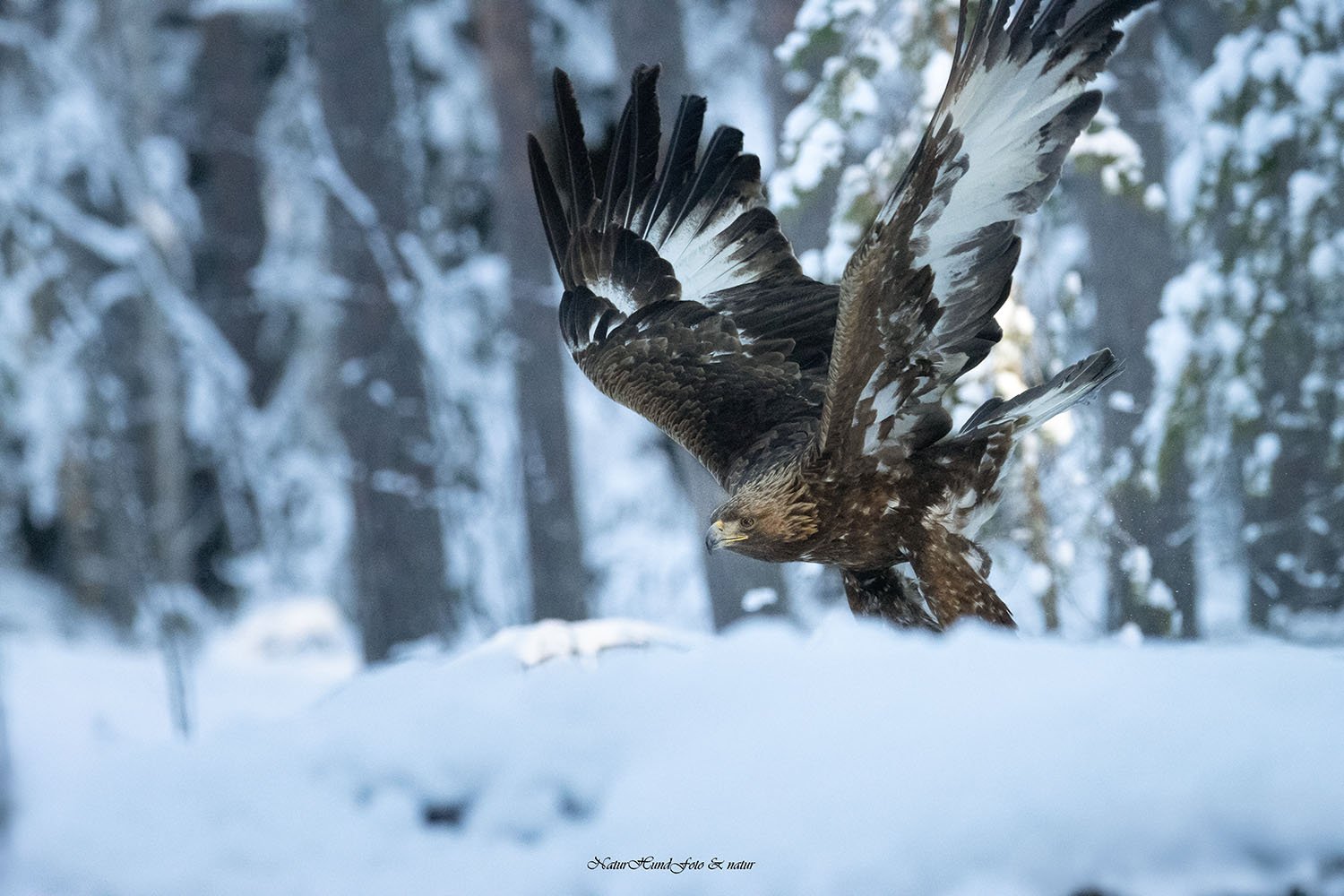 fotograf prints förstoringar naturfotograf