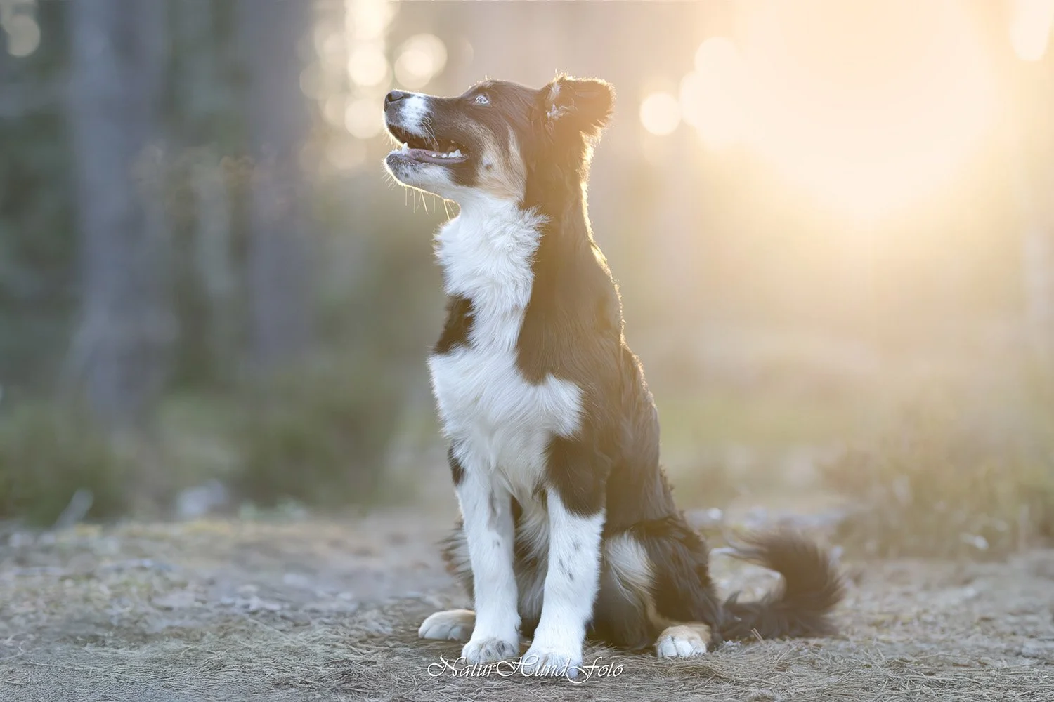 Stockholm boka hundfotografering certifierad fotograf
