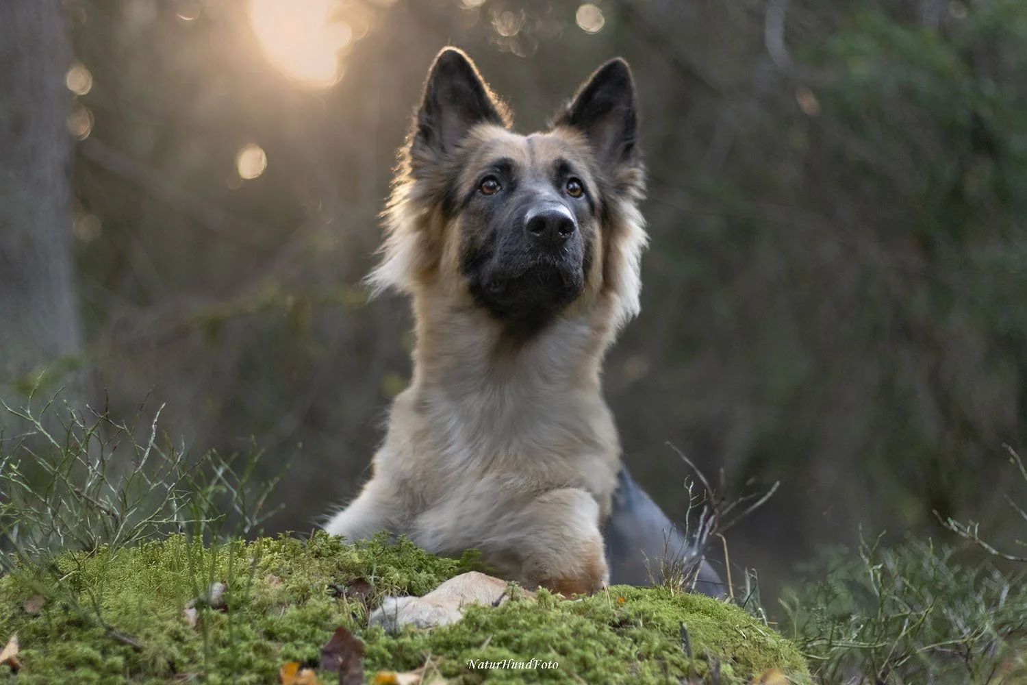 hundfotograf Stockholm Uppsala hundfotografering hundporträtt djurporträtt hundfotografstockholm