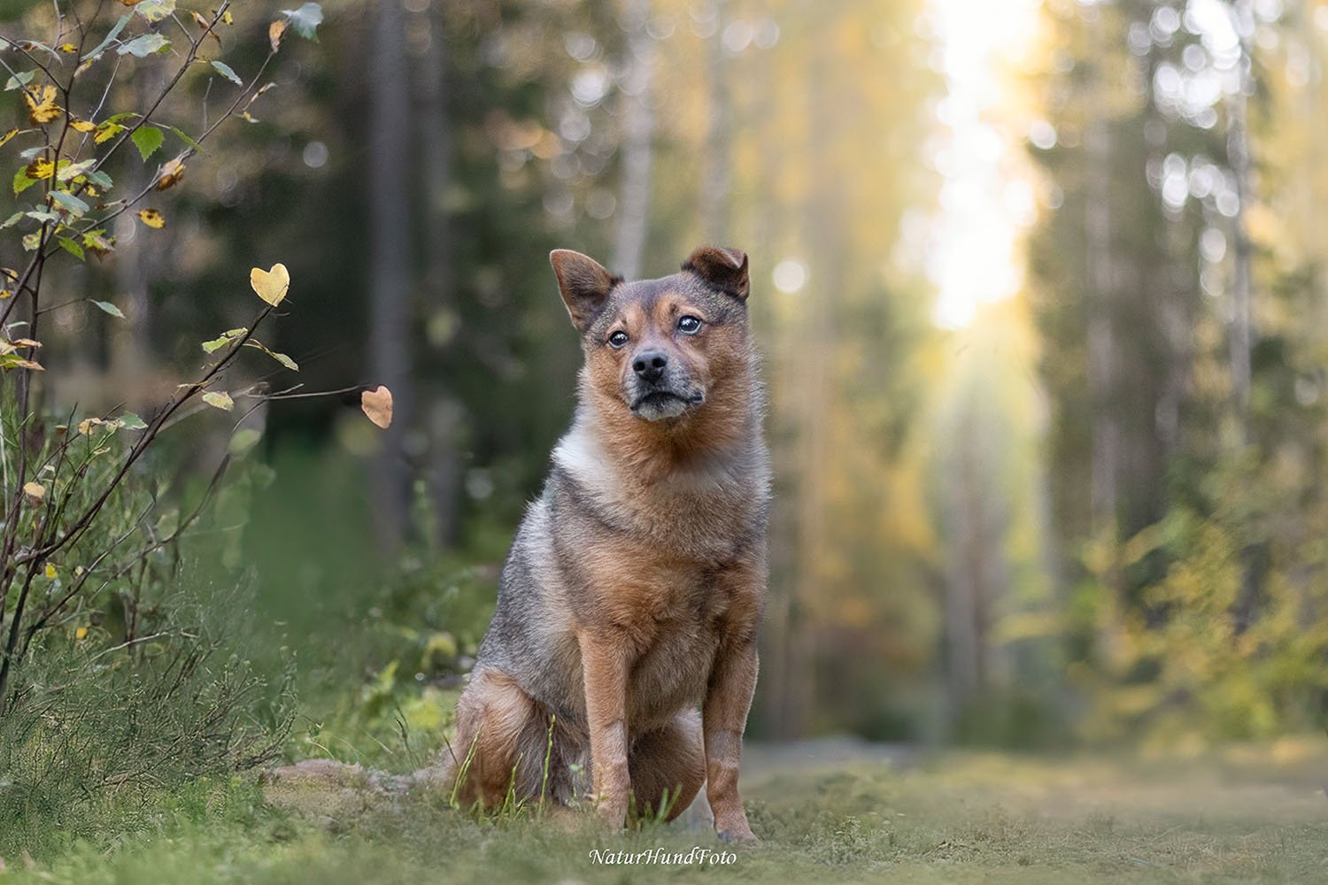 Stockholm boka hundfotografering certifierad fotograf