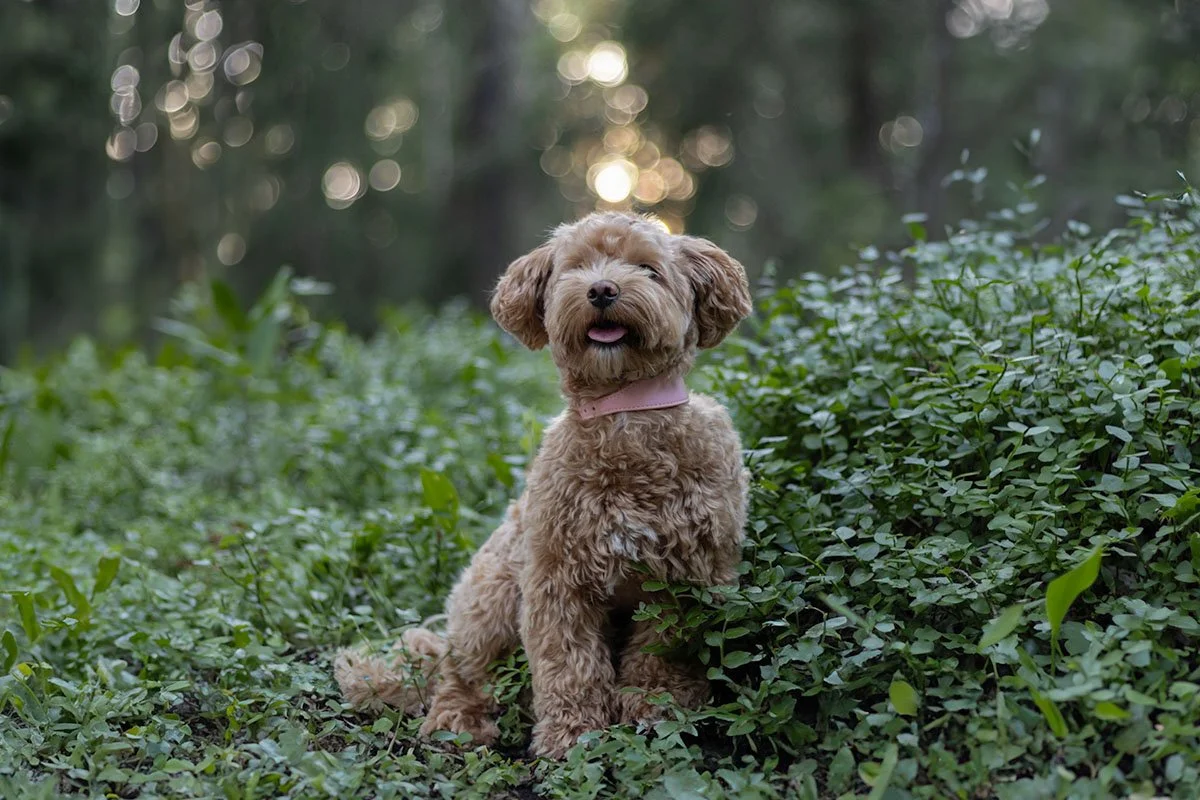 pris hundfotografering vad kostar en djurfotografering?