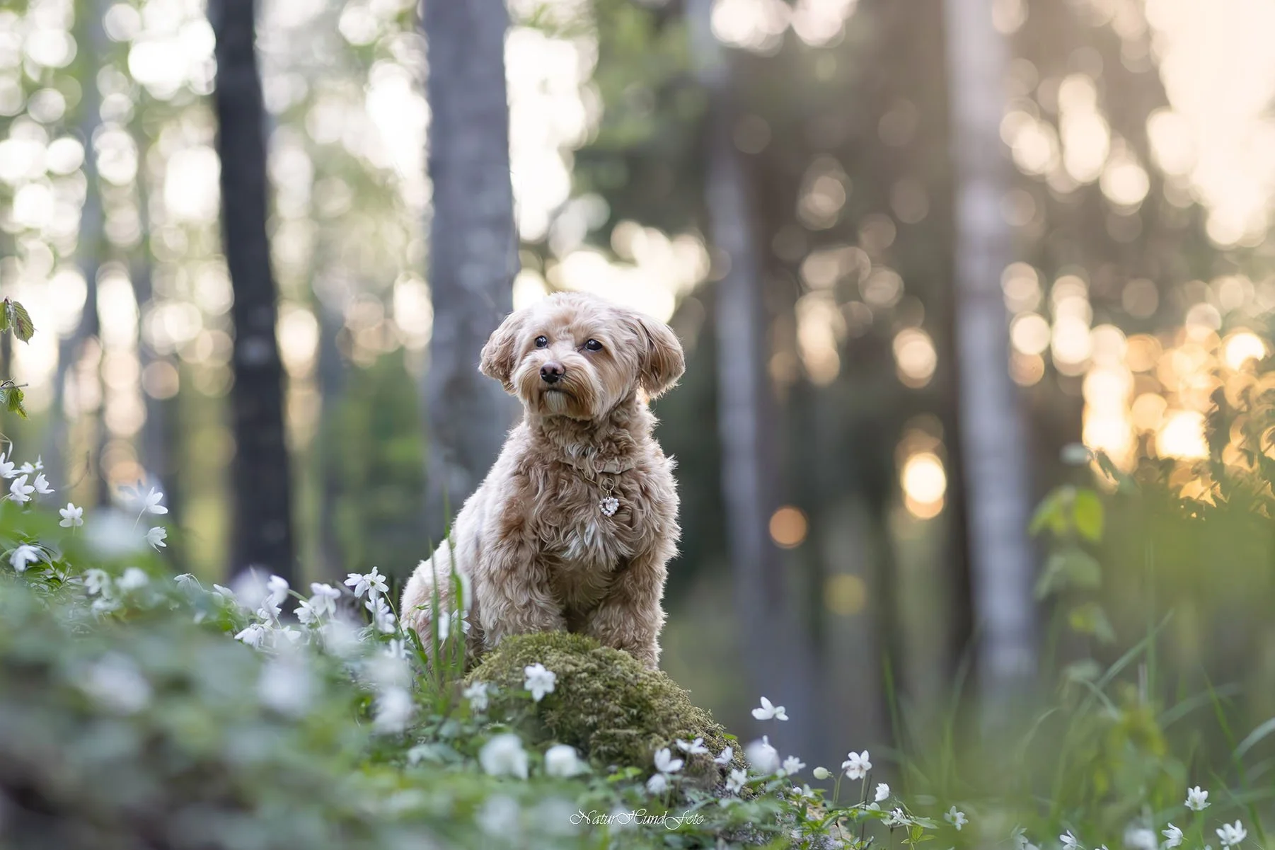 hundfotograf stockholm hundporträtt