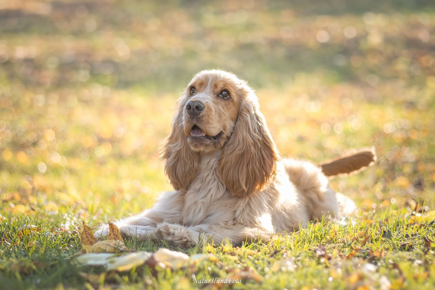 hundfotograf Stockholm hundporträtt hundfotografering