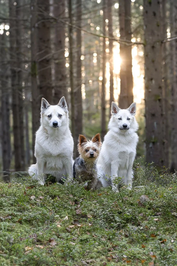 pris hundfotografering vad kostar en djurfotografering?
