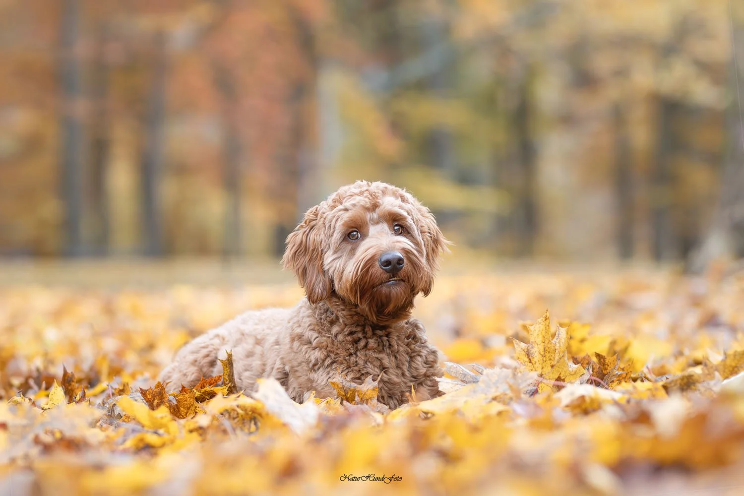 Hundfotograf hundfotografering hundporträtt Stockholm Uppsala