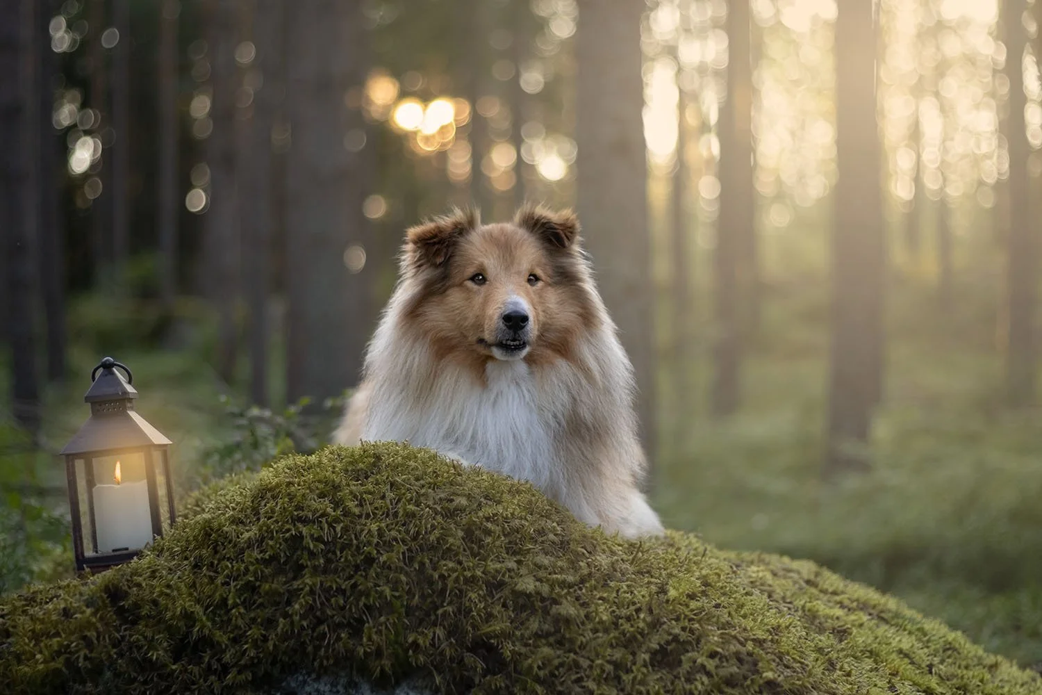 hundfotograf Stockholm hundporträtt hundfotografering
