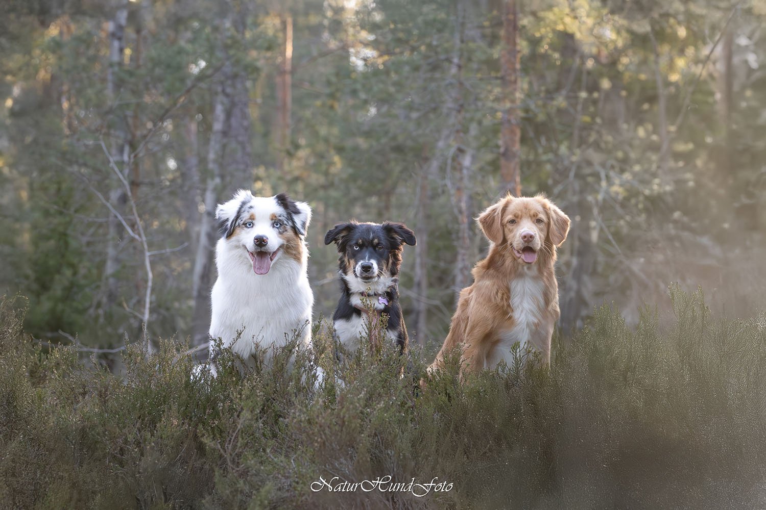 hundfotograf Nacka porträttfotograf fotograf hund