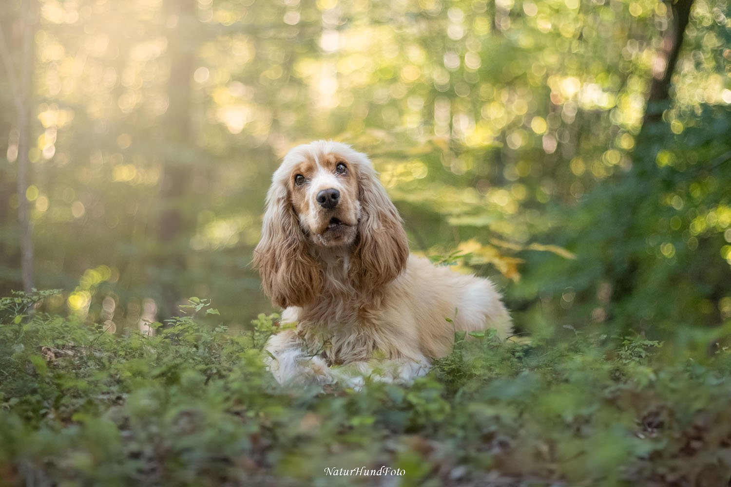 hundfotograf Stockholm Uppsala Strängnäs Nyköping hundfotografering hundporträtt djurporträtt