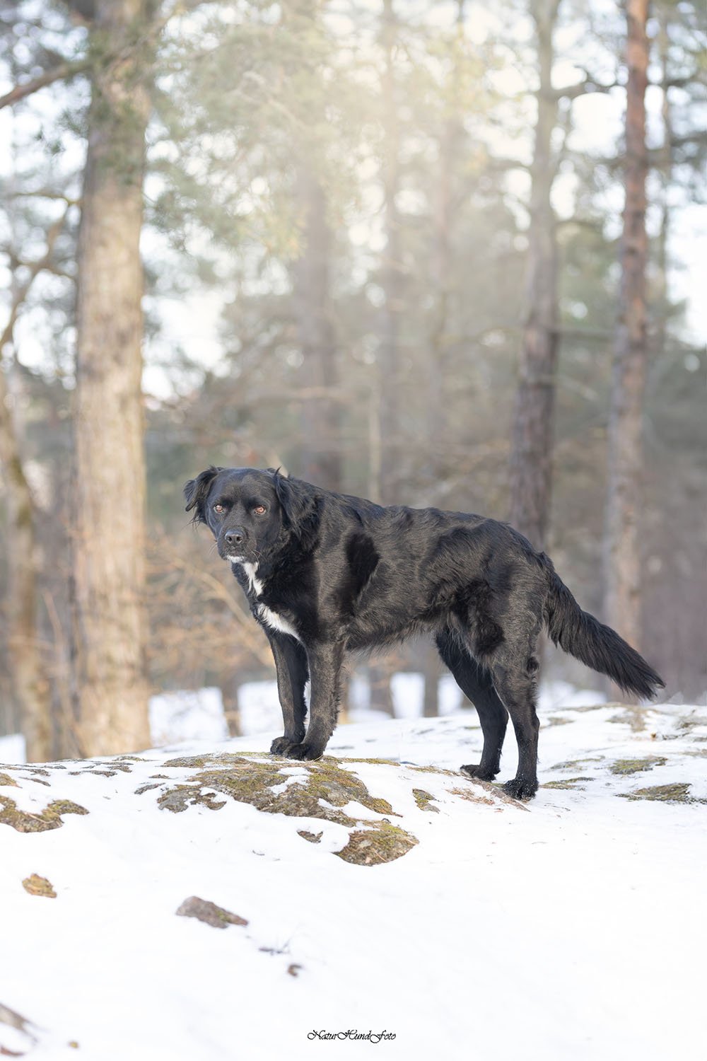 Hundfotograf hundfotografering hundporträtt Stockholm
