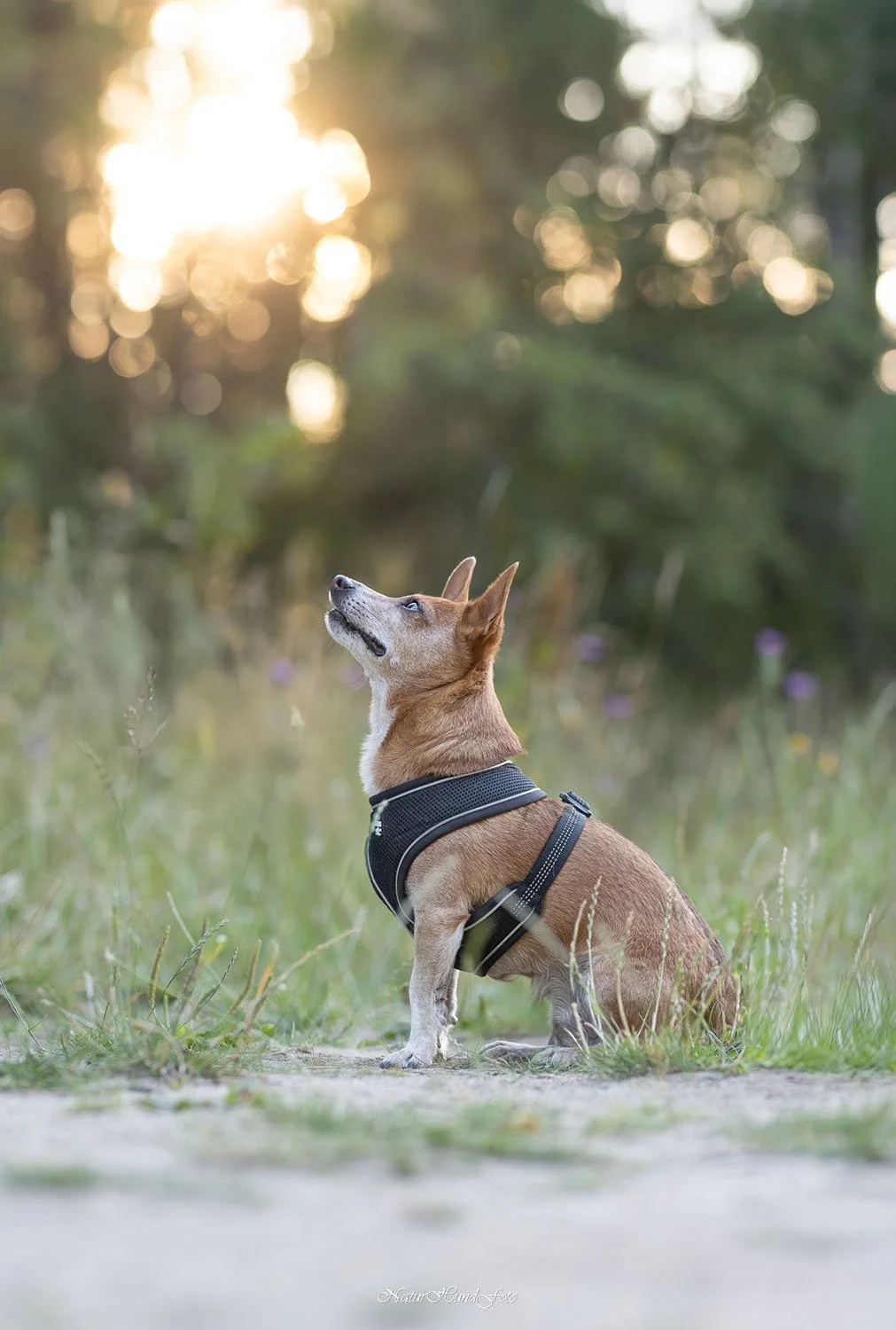 hundfotograf hundporträtt hundfotografering Stockholm Uppsala