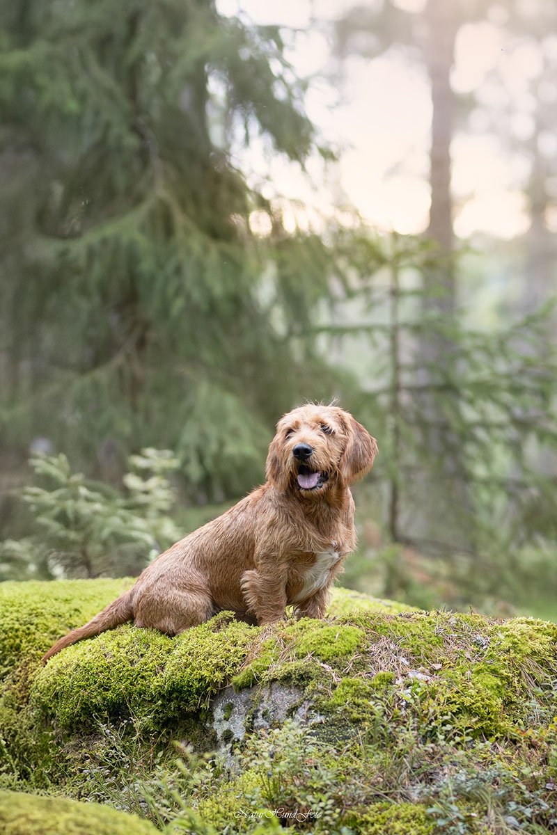 hundfotograf Stockholm hundporträtt