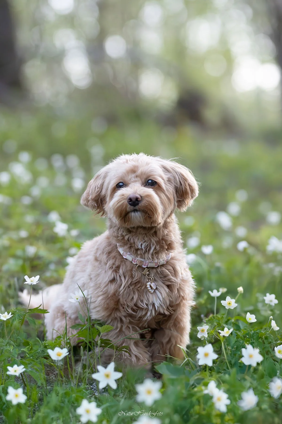 hundfotograf stockholm hundporträtt