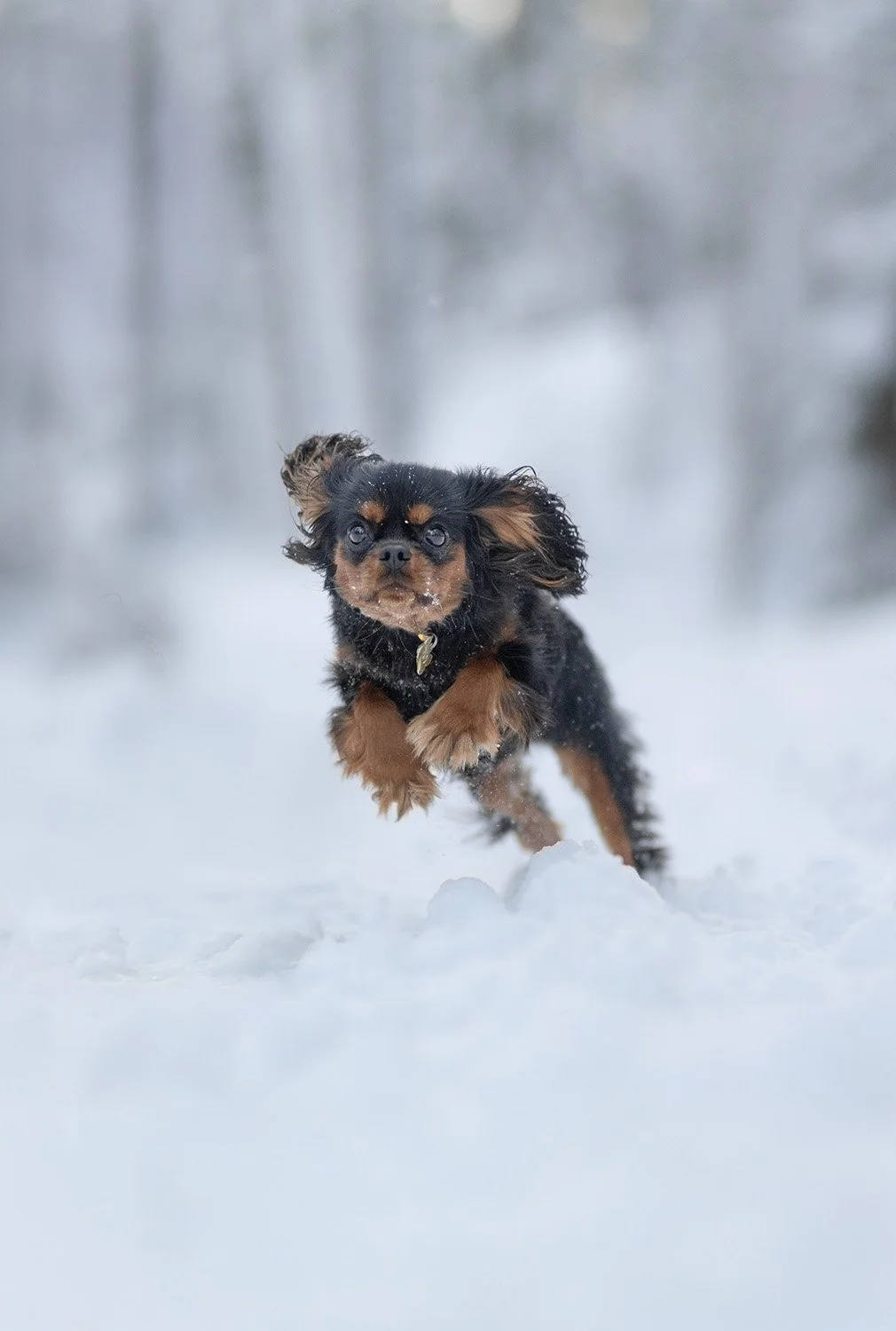 hundfotograf Stockholm hundporträtt