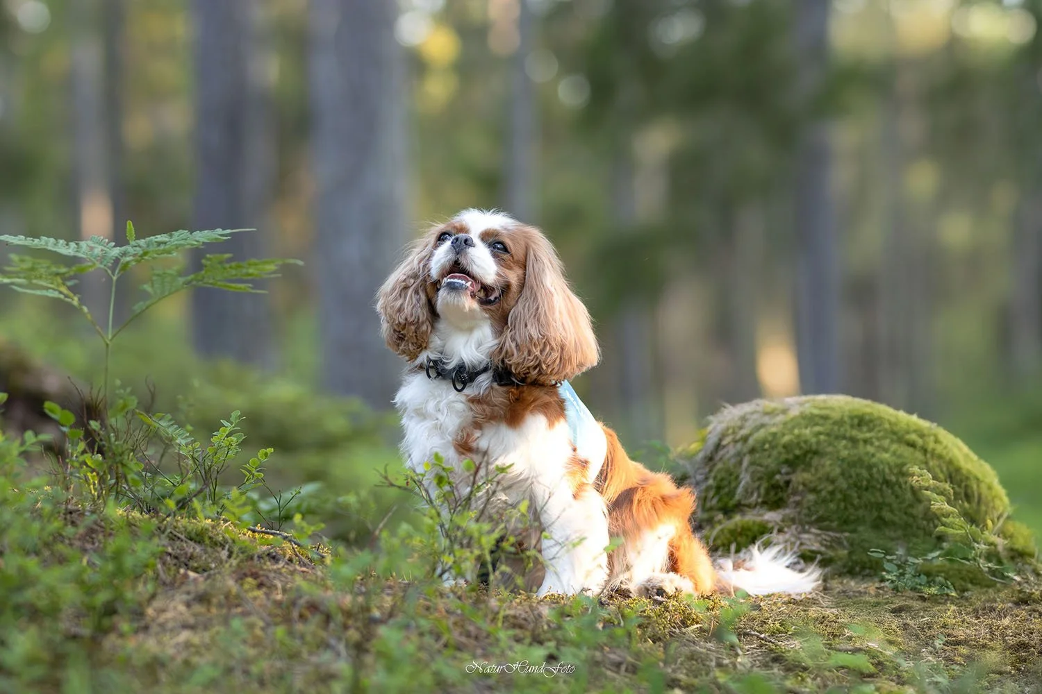 hundfotografbotkyrka djurfotografbotkyrka porträttfotografbotkyrka husdjursfotografbotkyrka