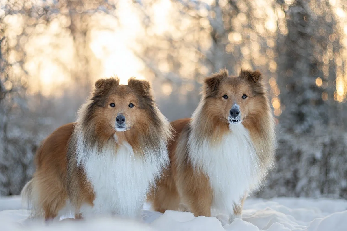 hundfotograf Stockholm hundporträtt