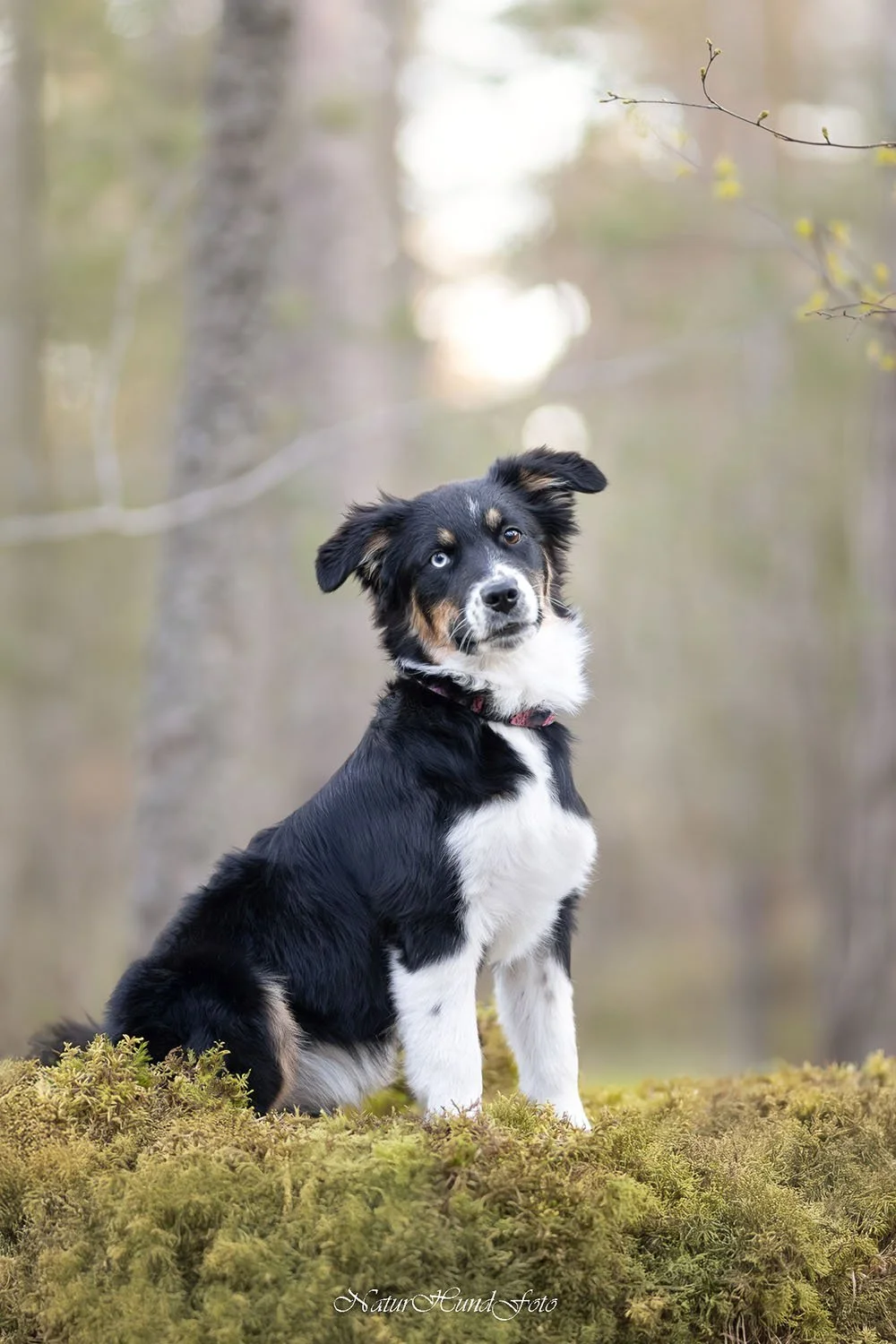 hundfotograf hundbilder uppfödning valp hunduppfödare kattuppfödare fotografUppsala Nyköping Strängnäs hundporträtt