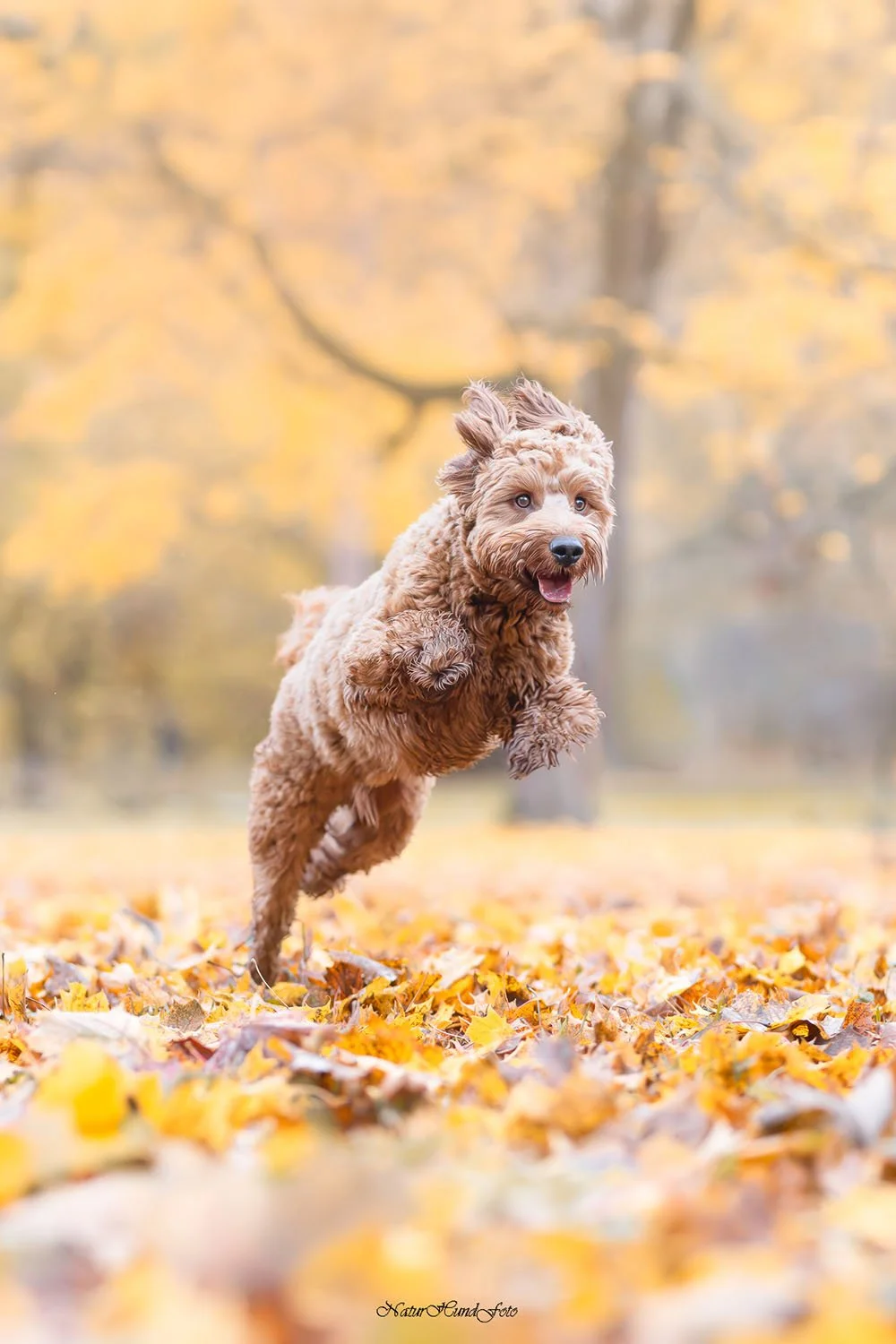 hundfotograf Stockholm hundporträtt